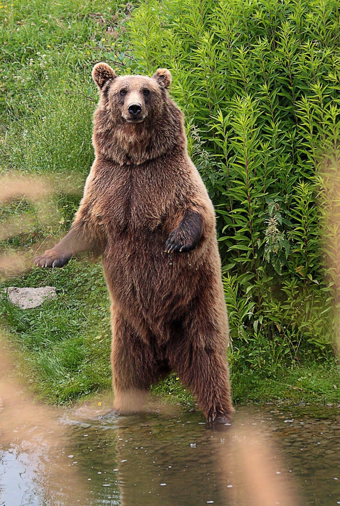 Grizzly_II