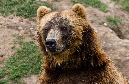 Grizzly_I