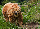 Grizzly_III